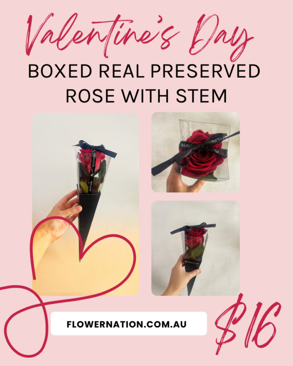 A single preserved rose in a beautiful gift box, perfect for Valentine's Day.